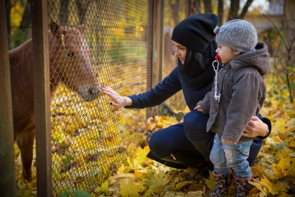 Can A 3 Year Old Ride A Horse The Best Age To Start Horse Riding Horse Learner