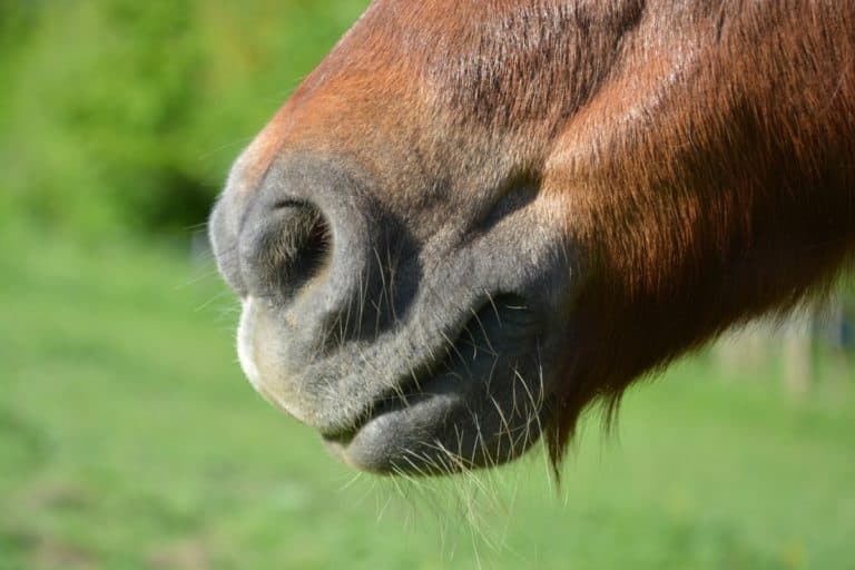 Do Horses Get Sunburned? How to Protect Your Horse from the Sun – Horse ...