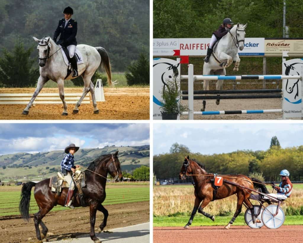 the-different-horse-riding-disciplines-a-complete-guide-horse-learner