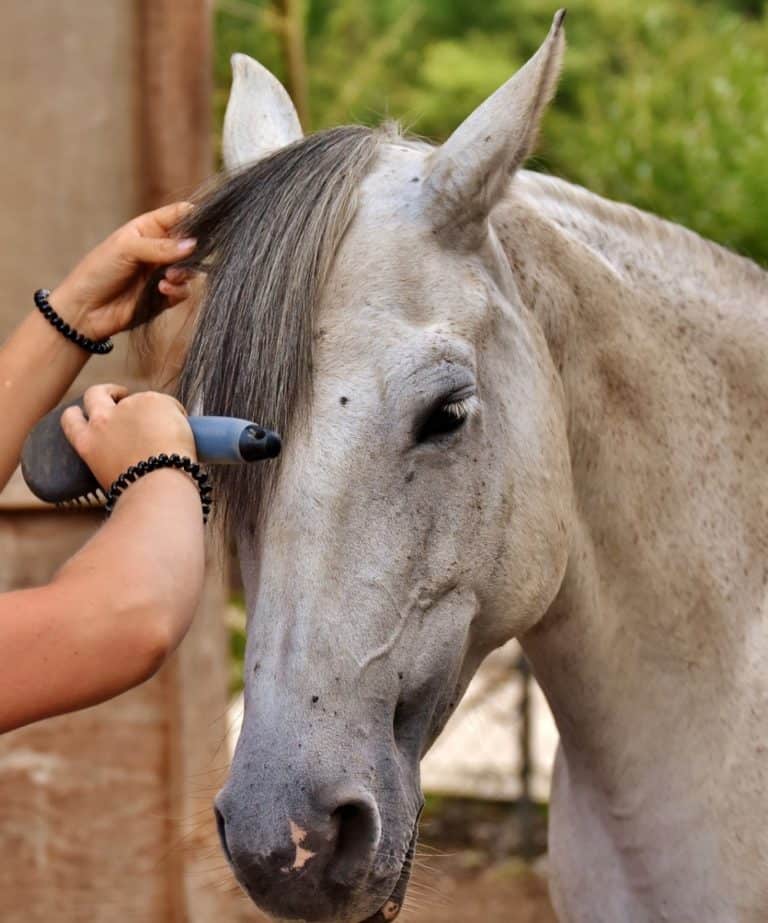 How to Groom a Horse: All Your Grooming Questions Answered – Horse Learner