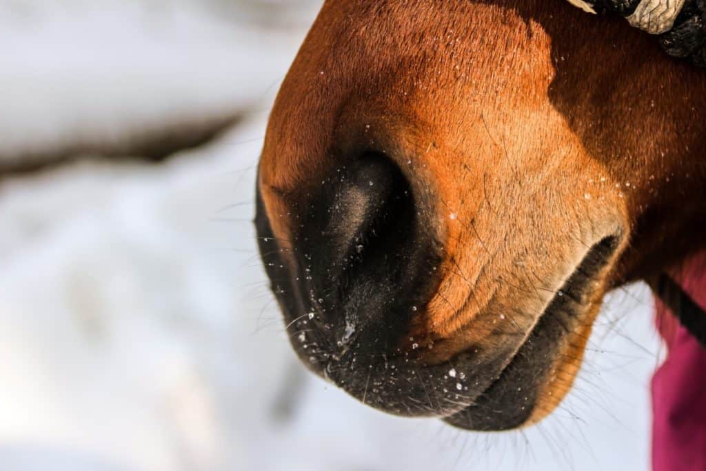 Horse have long nasal passages