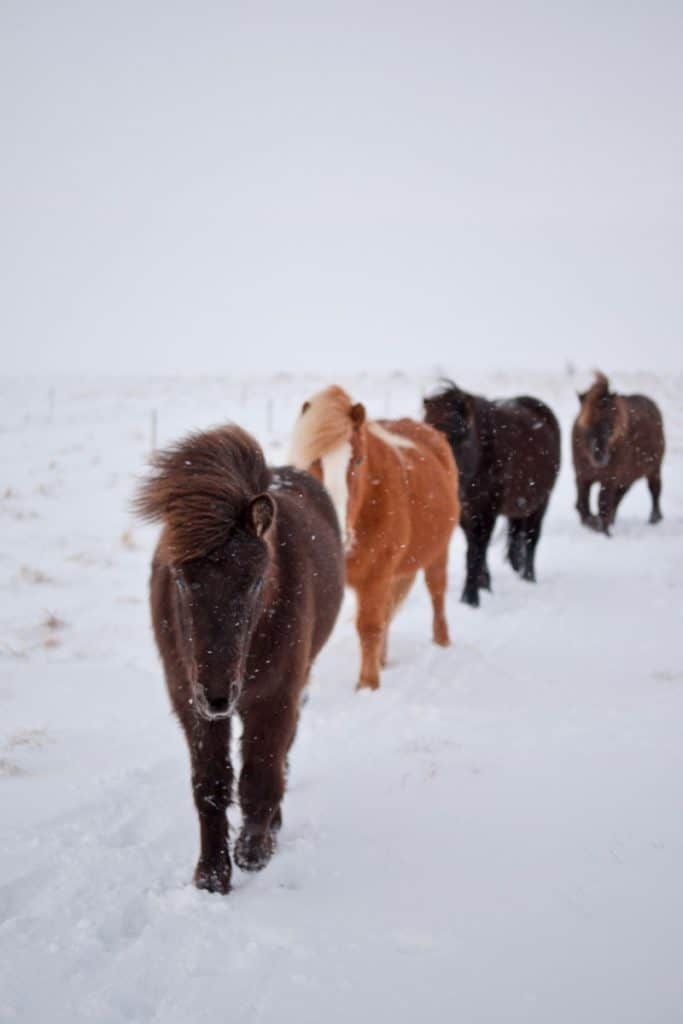 Do Horses Get Cold? How to Care for Your Horse in Winter