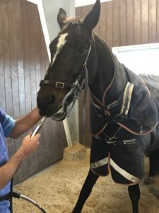 Horse at the dentist