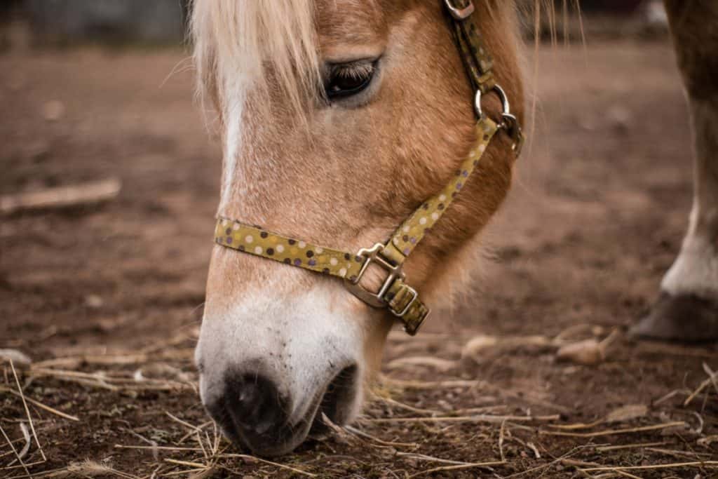 Horse eating dirt