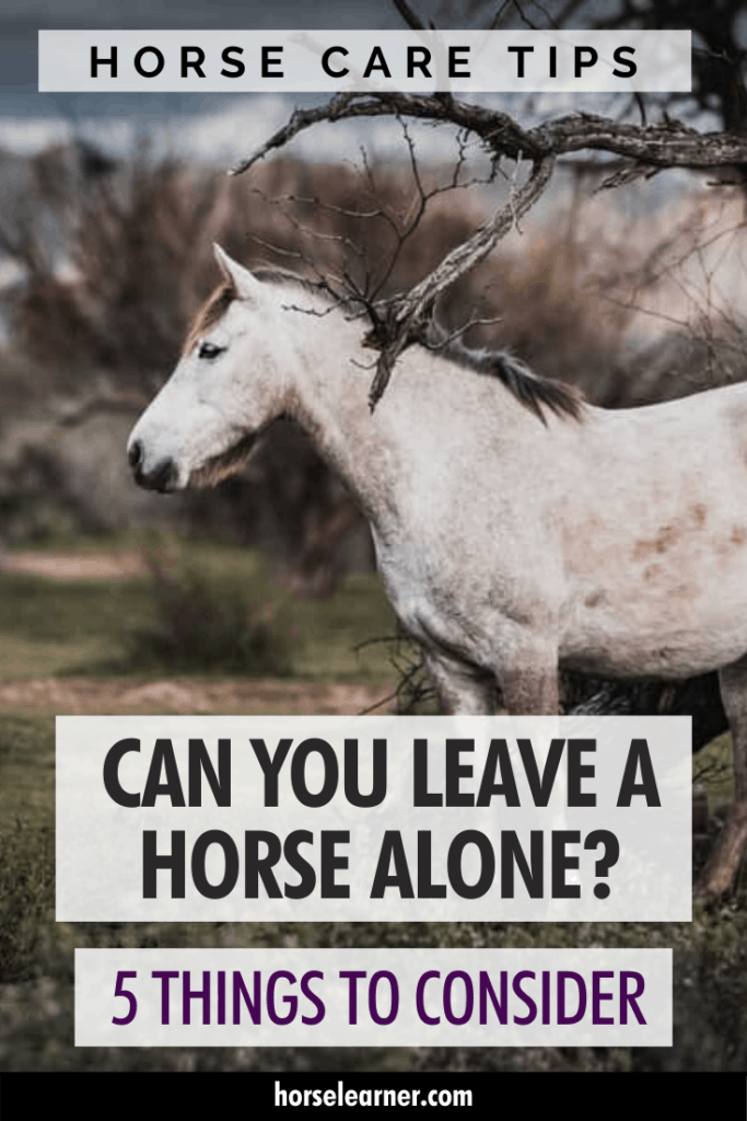 horse won't travel alone
