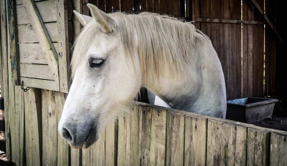 Can You Leave Horses Unattended Advice For Leaving A Horse Alone Horse Learner