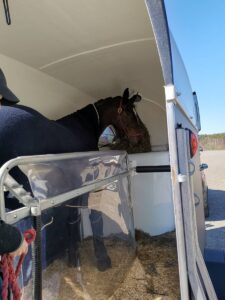 Horse In the trailer