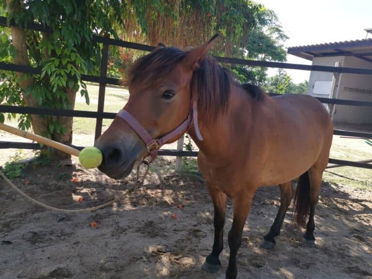 5 Games to Play with Horses: Bonding Through Play – Horse Learner