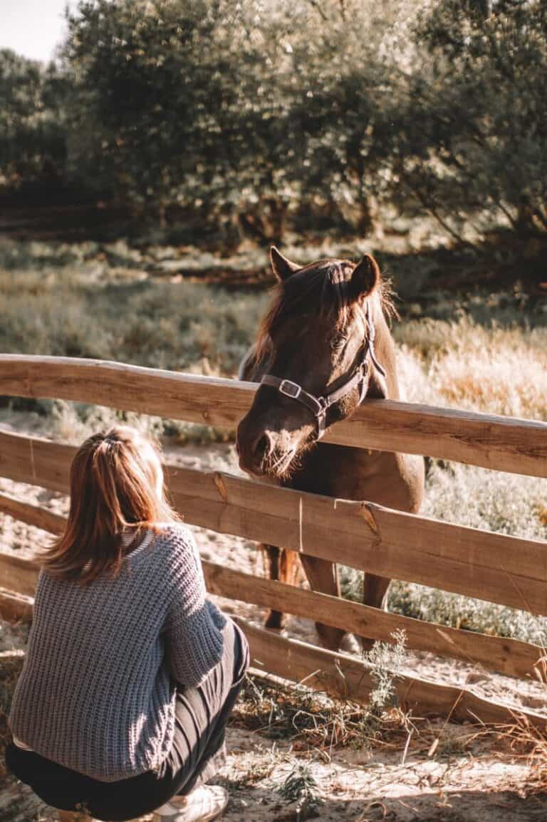 Why You Should Play With Your Horse? The Importance of Playtime – Horse